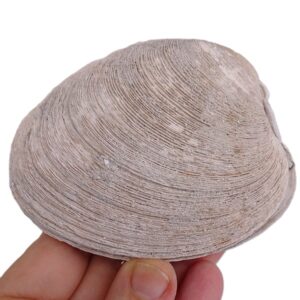 Mercenaria permagna