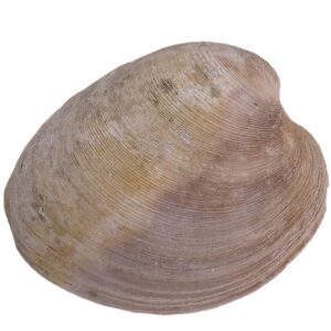 Mercenaria permagna