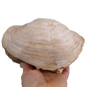 Panopea glycymeris