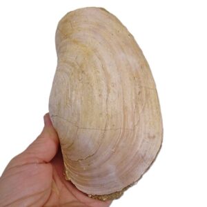 Panopea glycymeris