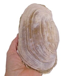 Panopea glycymeris