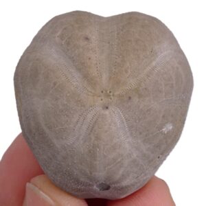 Pliotoxaster paquieiri
