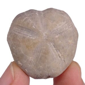 Macraster meghilensis