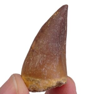 Prognathodon anceps