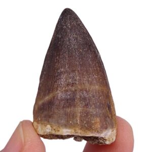 Prognathodon anceps
