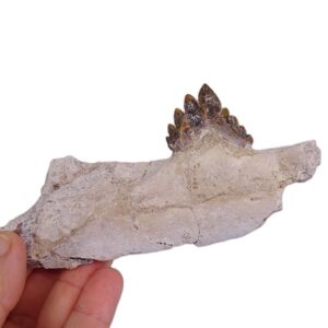Chrysocetus fouadassii
