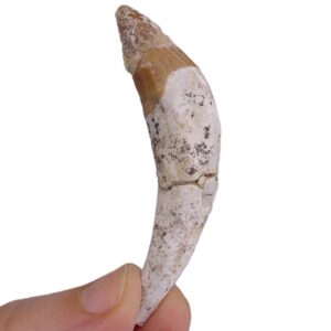 Chrysocetus fouadassii