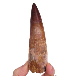 Spinosaurus aegyptiacus