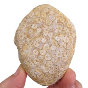 Eodiaphyodus granulosus