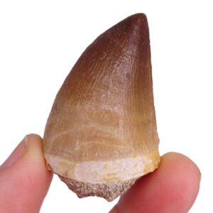 Prognathodon anceps