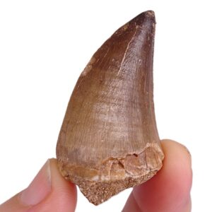Prognathodon anceps