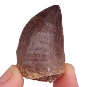 Prognathodon anceps