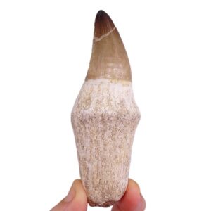 Prognathodon currii