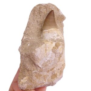 Prognathodon anceps