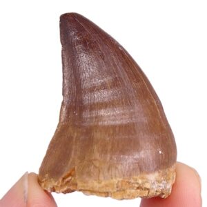 Prognathodon anceps