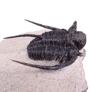 Cyphaspis cf. khraidensis