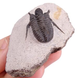 Cyphaspis cf. khraidensis