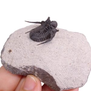 Cyphaspis cf. khraidensis