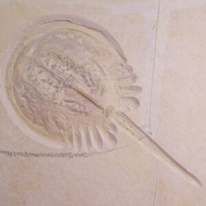 Mesolimulus walchi