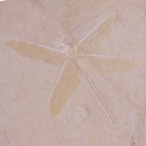 Aeschnopsis sp.