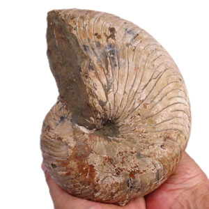 Cymatoceras sakalavus