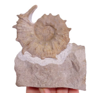 Neocosmoceras mazenoti