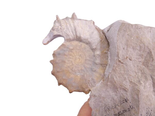 Neocosmoceras mazenoti - Imagen 4