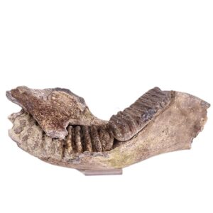 Stegodon trigonocephalus