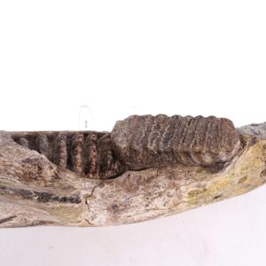Stegodon trigonocephalus