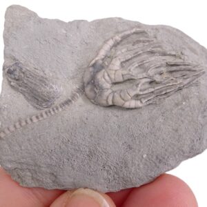Cyathocrinites iowensis