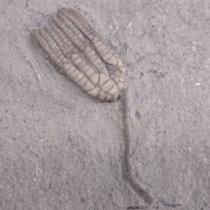 Sarocrinus varsovensis