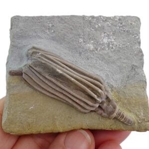 Macrocrinus mundulus