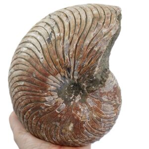 Cymatoceras sakalavus