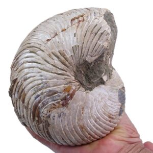 Cymatoceras sakalavus