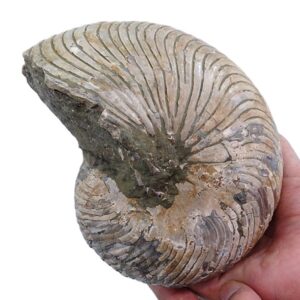 Cymatoceras sakalavus