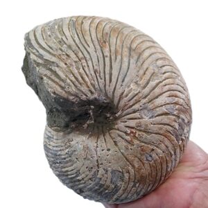 Cymatoceras sakalavus