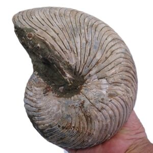 Cymatoceras sakalavus