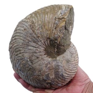 Cymatoceras sakalavus