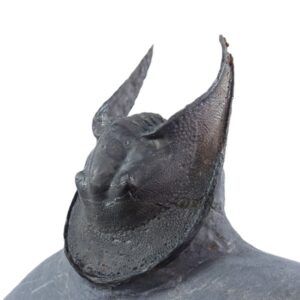 Harpes perradiatus
