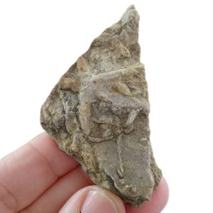 Asteriacites lumbricalis