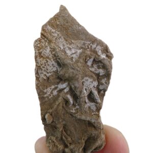 Asteriacites lumbricalis