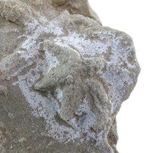 Asteriacites lumbricalis
