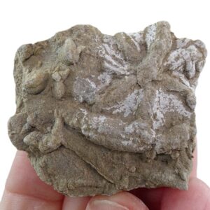 Asteriacites lumbricalis