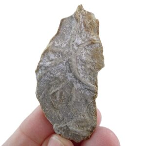 Asteriacites lumbricalis