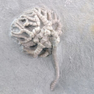 Cyathocrinites harrodi