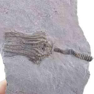 Platycrinites hemisphericus