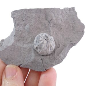 Malocystites murchisoni