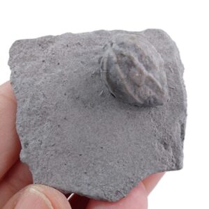 Malocystites murchisoni