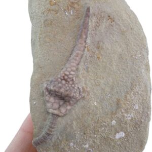 Macrocrinus mundulus