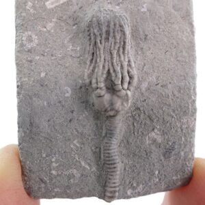 Platycrinites saffordi